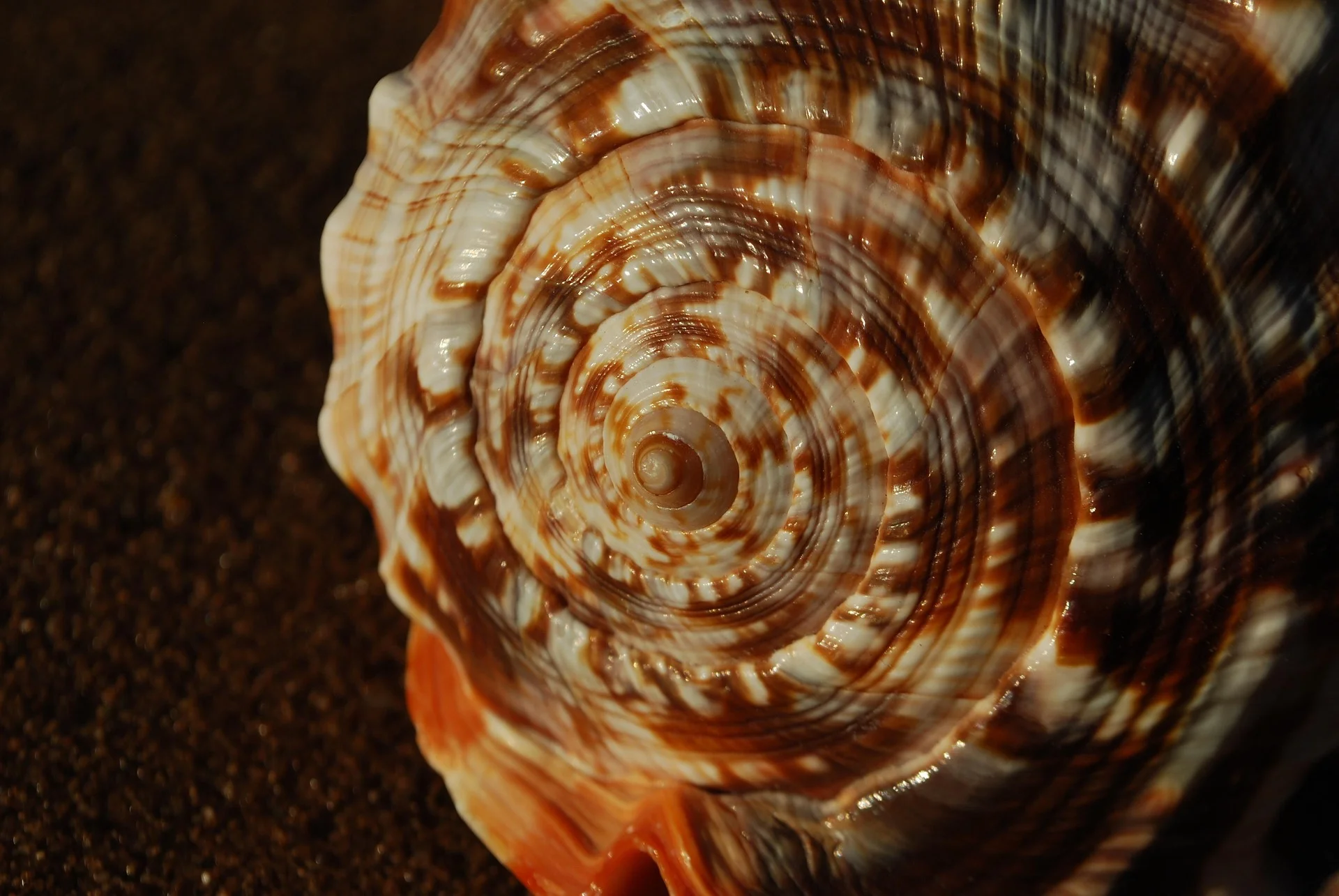 Espiral áurea en una concha de caracol