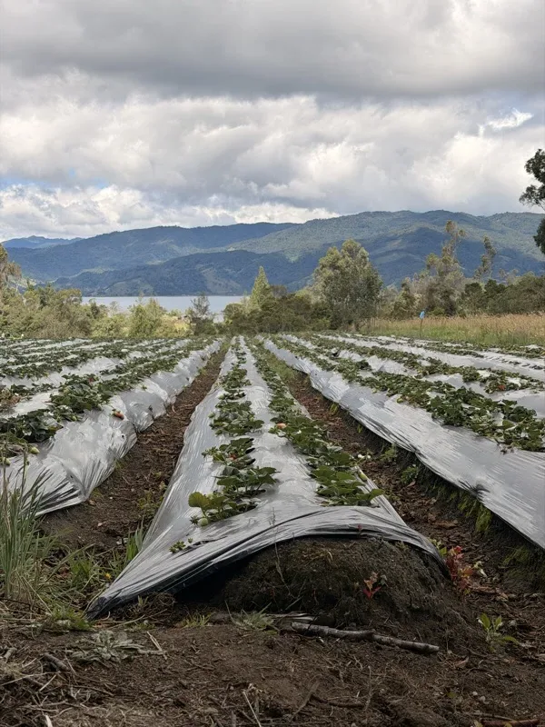 Cultivo en la cascada de Quillinzayaco