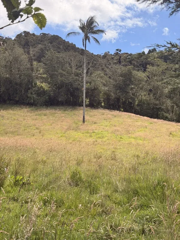 Palmera en la cascada de Quillinzayaco