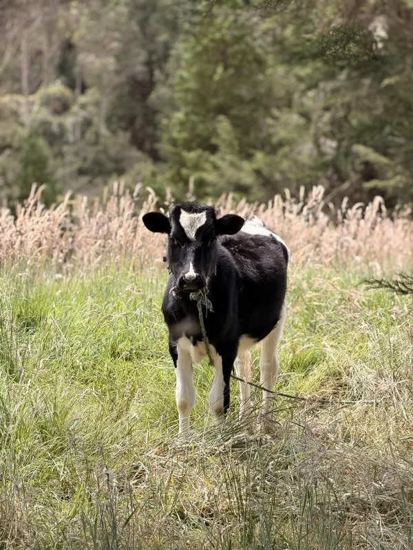 Vaca en la cascada de Quillinzayaco